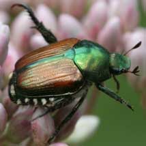 Japanese beetle adult