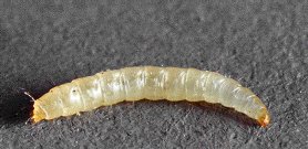 flea larva