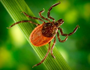 tick