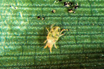 bamboo spider mite