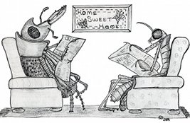 Bugs At Home