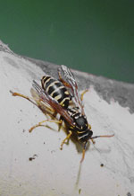 European paper wasp queen