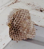 European paper wasp nest