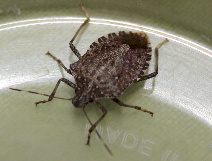 brown marmorated stink bug