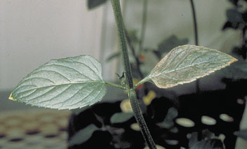 spider mite injured - paired leaf experiment