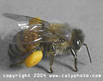 picture of honey bee with pollen sac