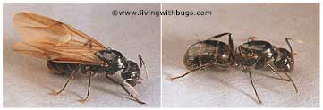 winged & wingless carpenter ants