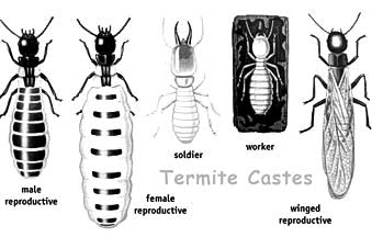 subterranean termites: reproductives, workers, soldiers