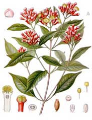 clove, a source of eugenol used in botanical pesticides