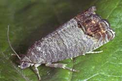 picture of codling moth