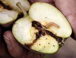 picture of codling moth damage - a "wormy apple")