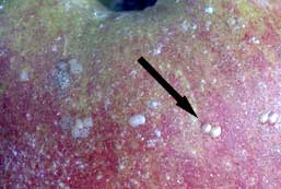 picture of codling moth eggs on apple