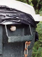 European paper wasp nest