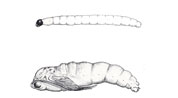 fungus gnat larva and pupa