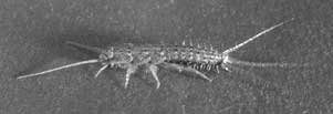 firebrat