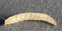 cat flea larva (original photo by Ken Gray)