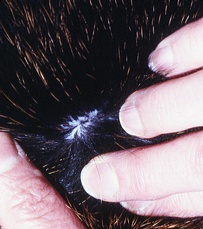 applying flea and tick control #2