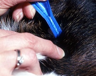 applying flea and tick control #3