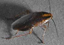 picture of German roach