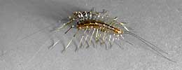 picture of house centipede