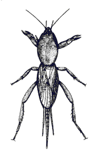 mole cricket drawing