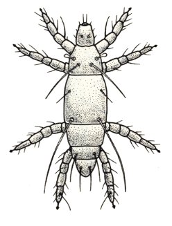 pyemotes mite drawing
