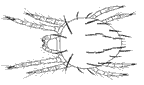 spider mite linedrawing
